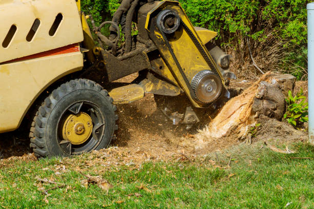 Trusted Fort Deposit, AL Tree Service Experts